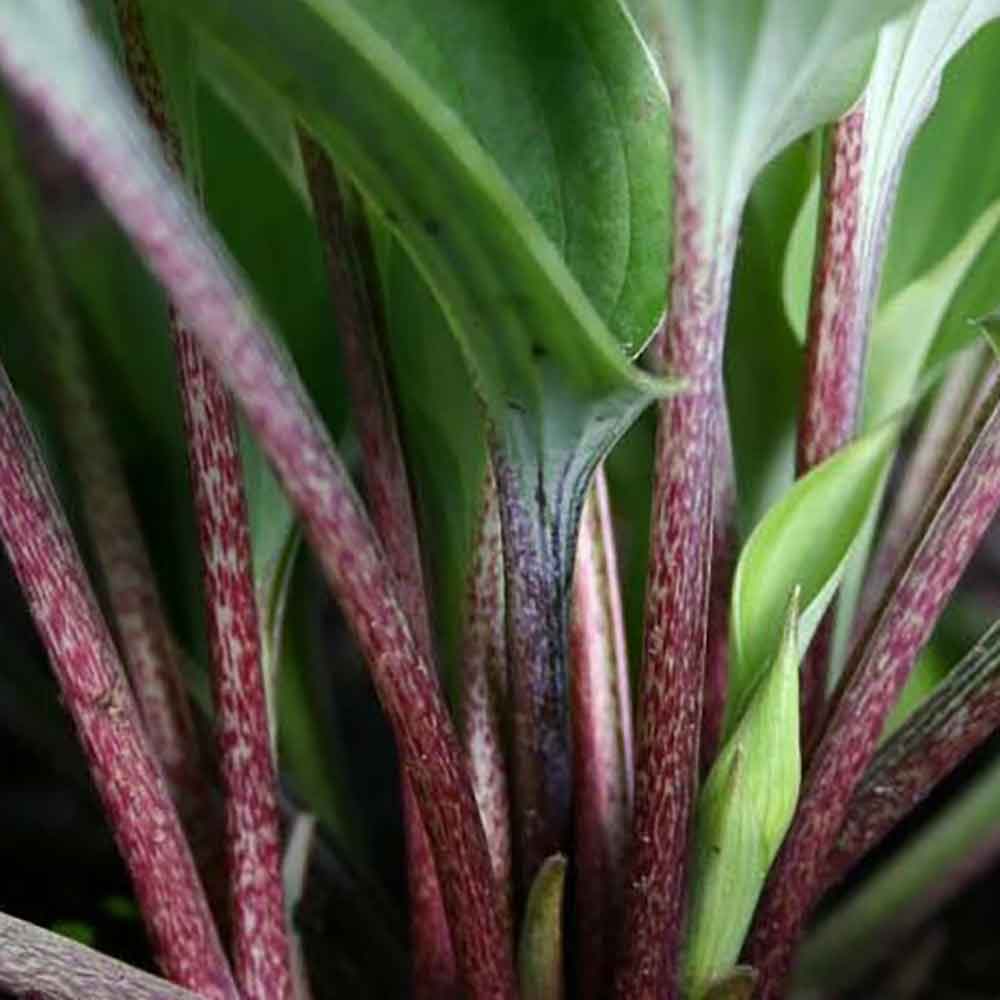 Hosta 'Red Cadet' P9