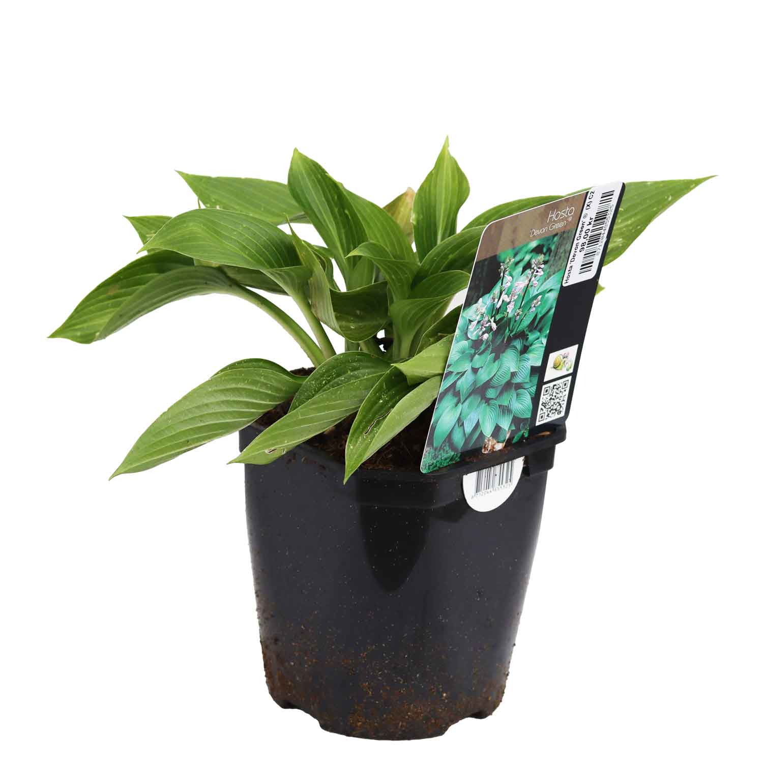 Hosta 'Devon Green' ®  (X) C2