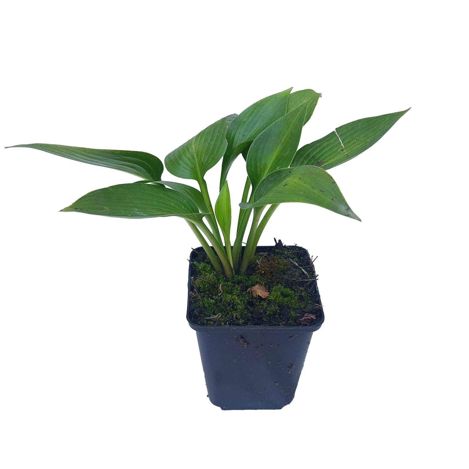 Hosta 'Devon Green' P9