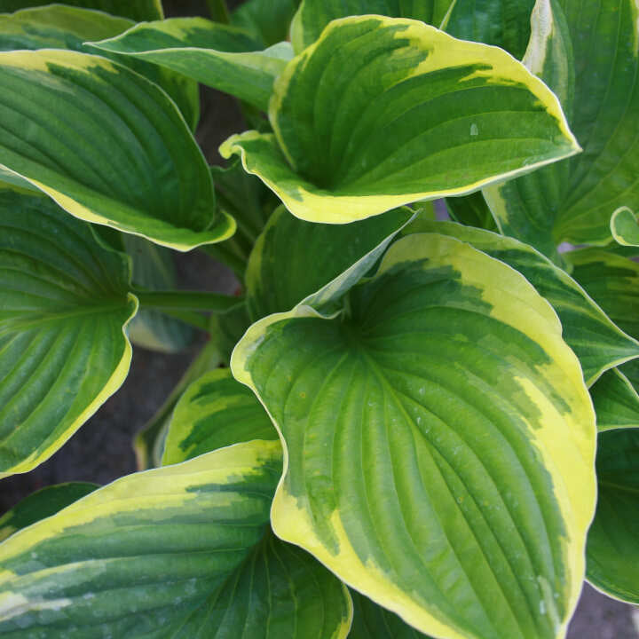 Hosta 'Fortunei Aureomarginata' P9