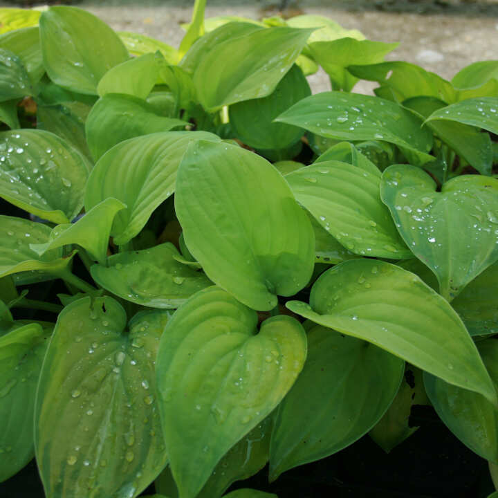 Hosta 'Guacamole' C2