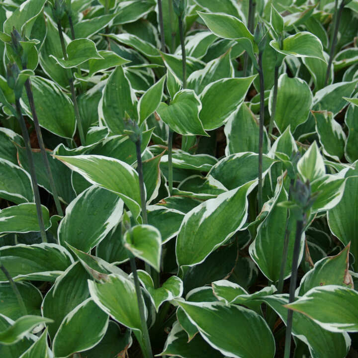 Hosta Patriot 13 cm Potte