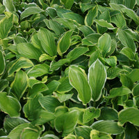 Hosta - Funkia