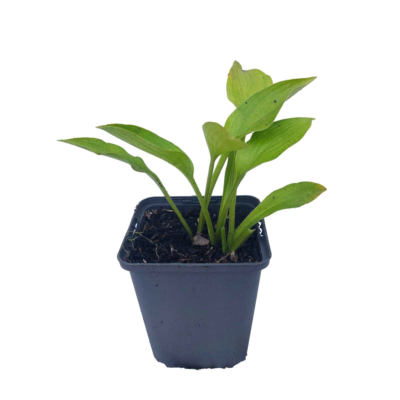 Hosta lancifolia P9