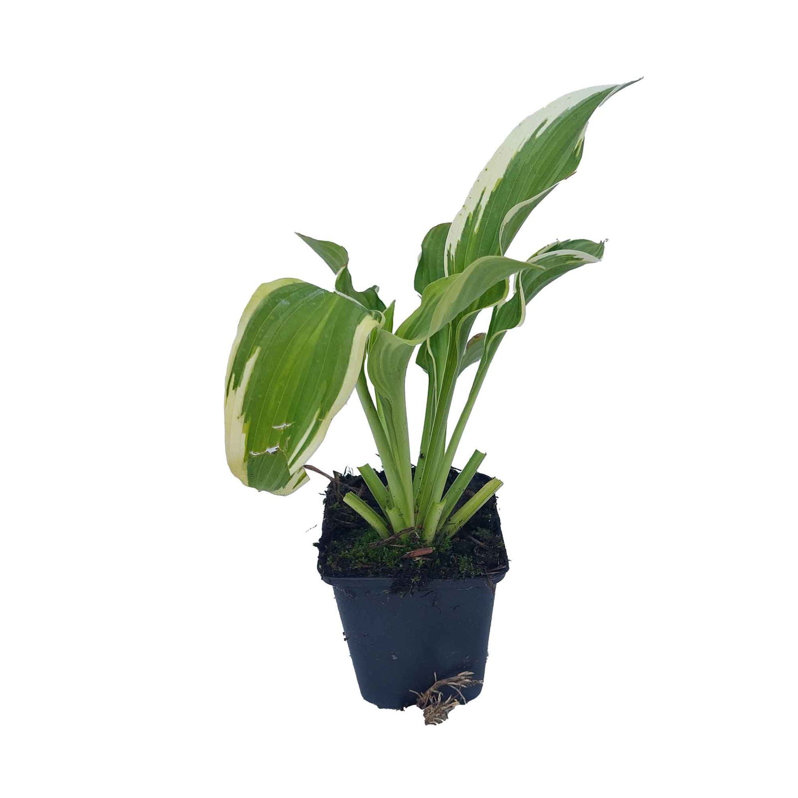 Hosta 'Moerheim' P9