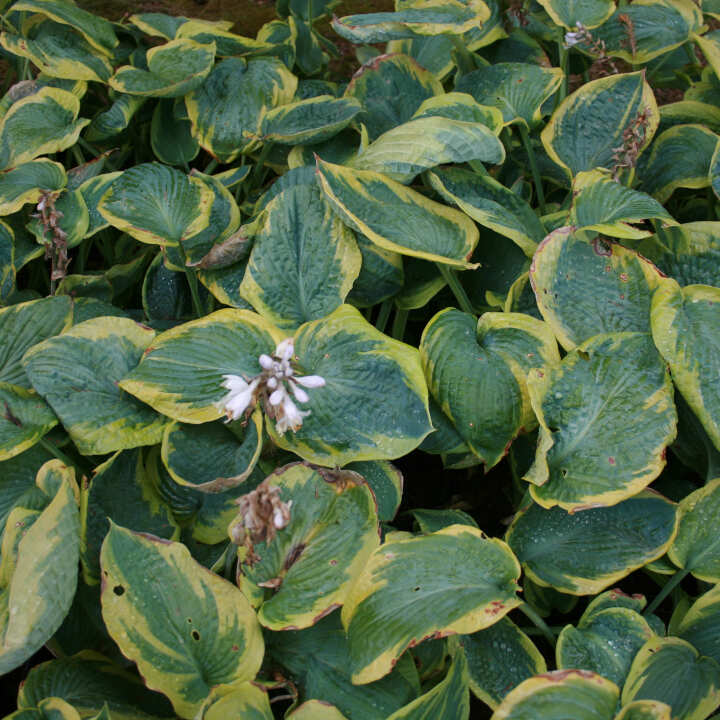 Hosta 'Frances Williams' P9