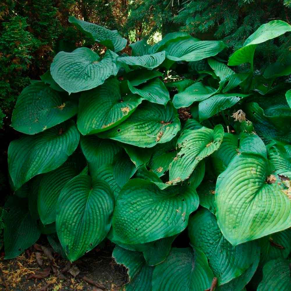 Hosta sieboldiana P9