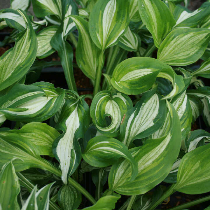 Hosta 'Undulata Albomarginata' P9