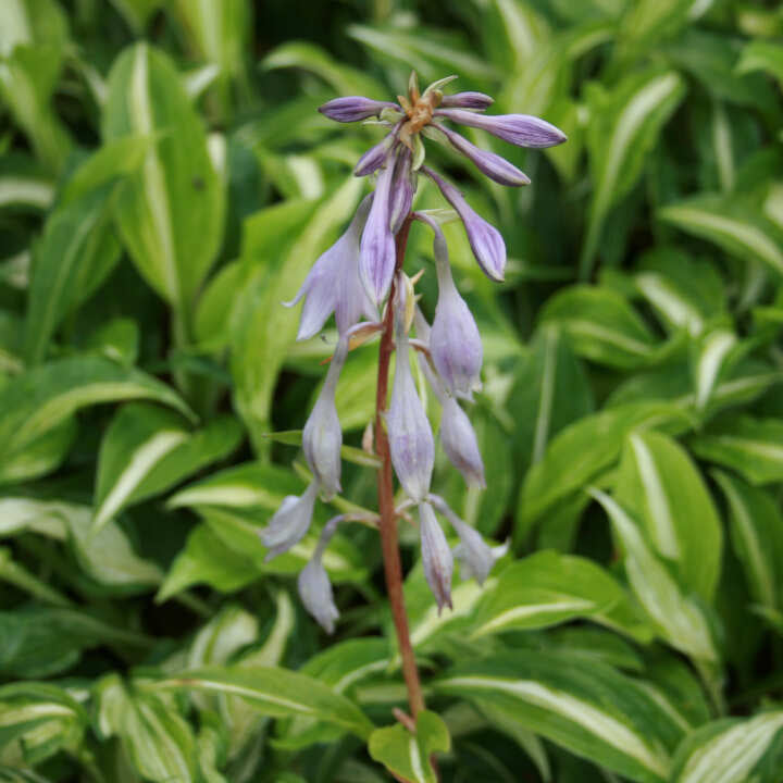 Hosta 'Undulata Univittata' P9