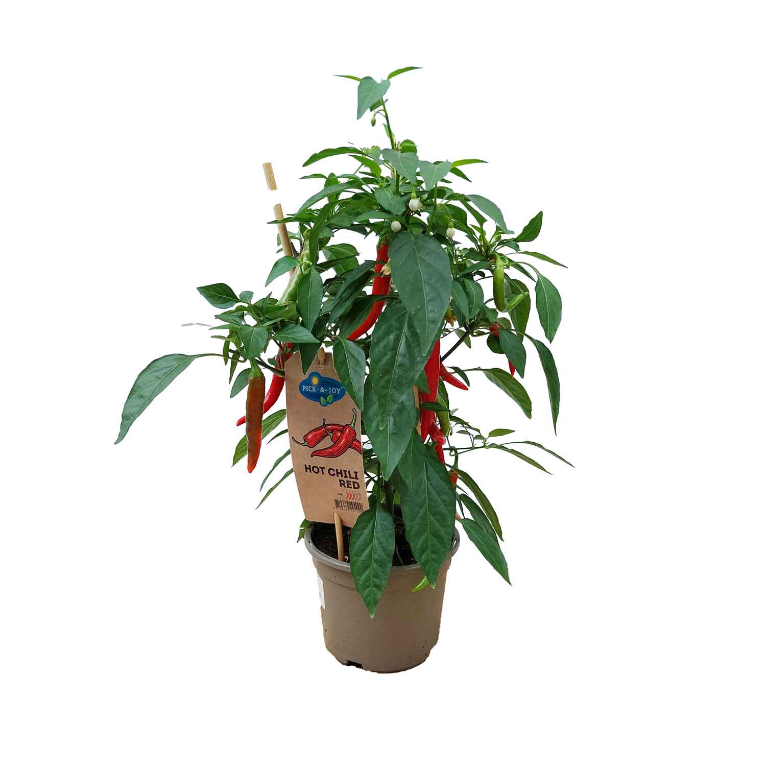 Hot Chili Red, With fruit 14cm