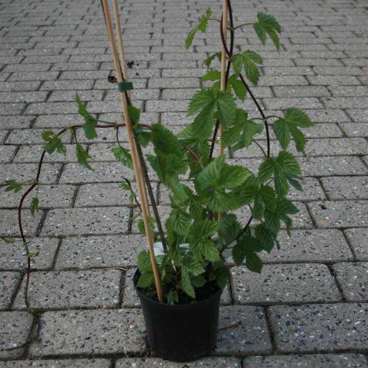 Humleplante - Humulus lupulus 'Northdown'