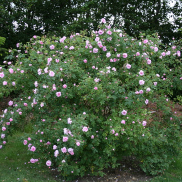 Rose alba 'Hurdal'