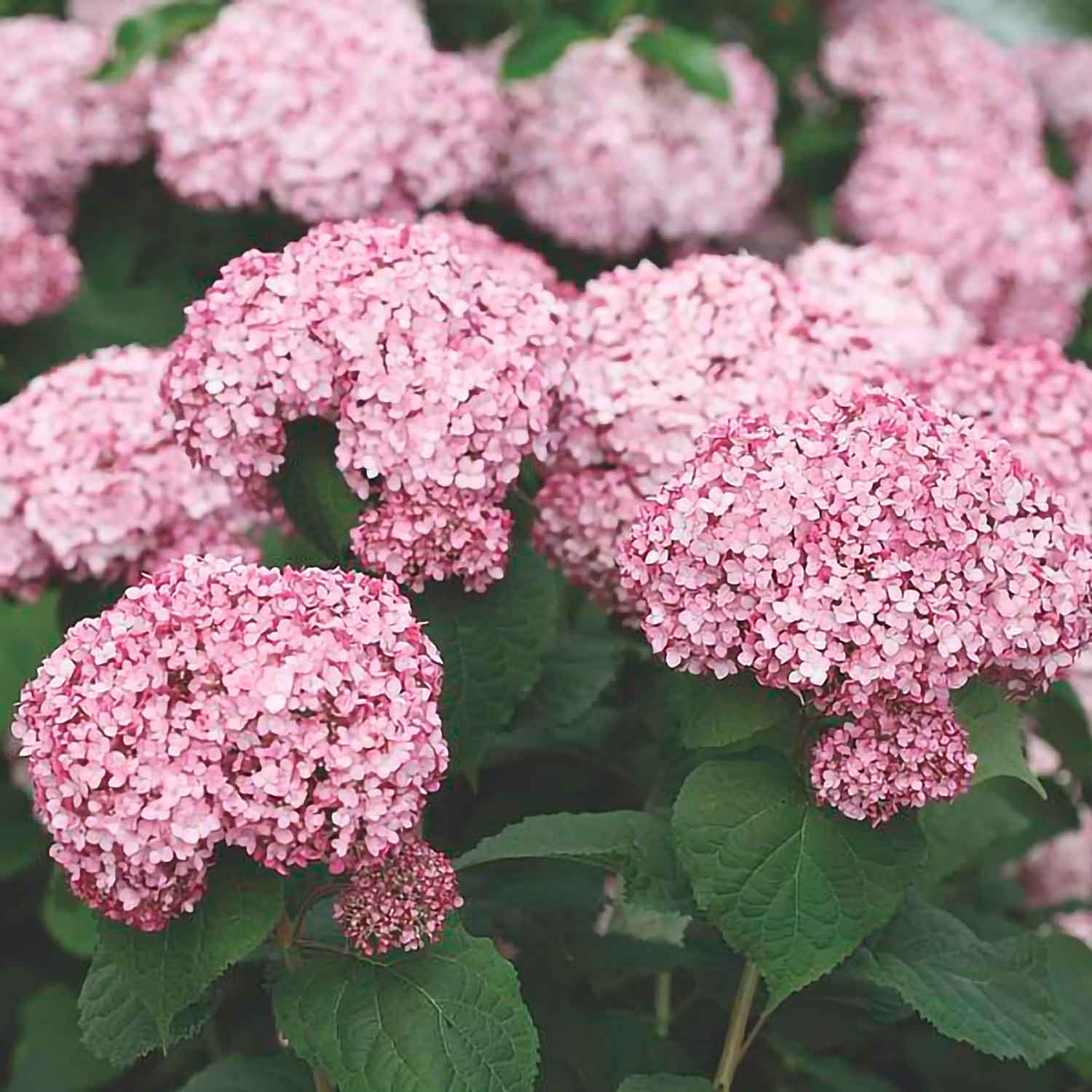 Hydrangea arb. Sweet Annabelle 40-50  C.5