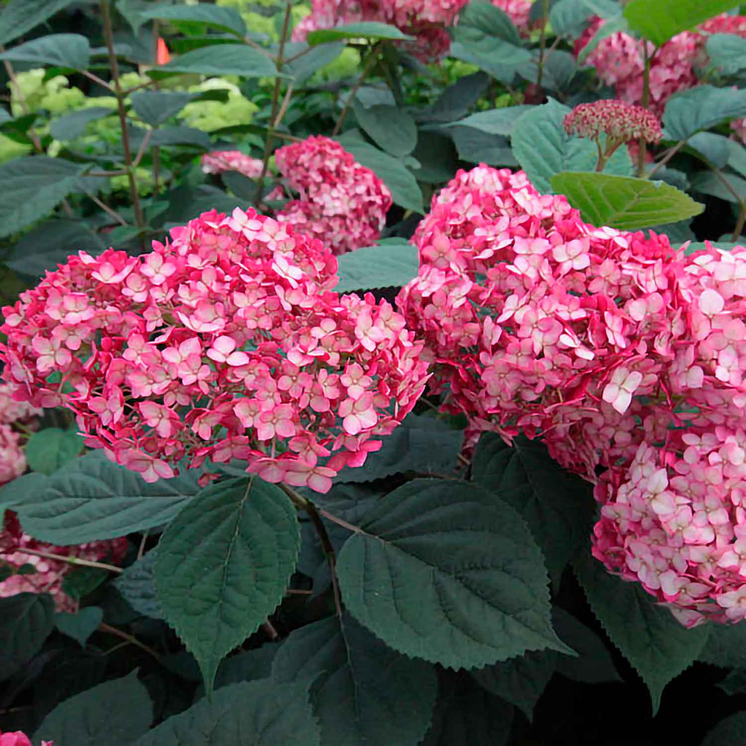 Hydrangea arb. 'Ruby Annabelle' 40-50  C.5