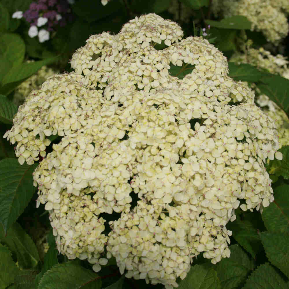 Hydrangea Arb. Lime Rickey® Pw 5 L Potte