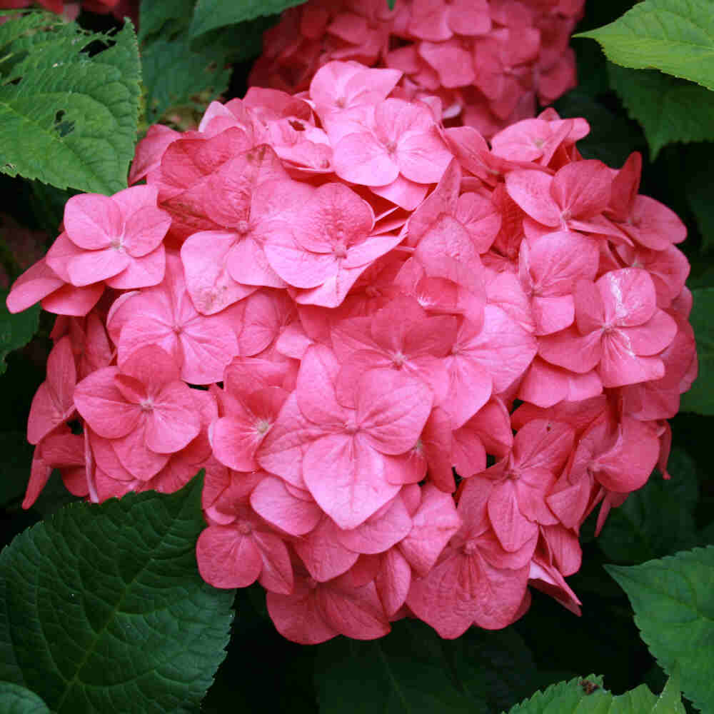 Hydrangea Endless summer 'The Original' Pink C5