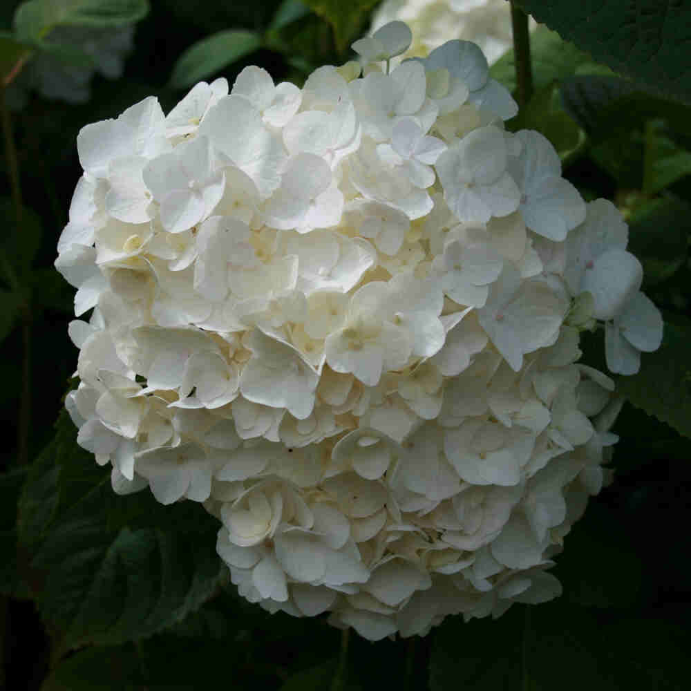 Hydrangea Endless summer 'The Bride' Hvid C5