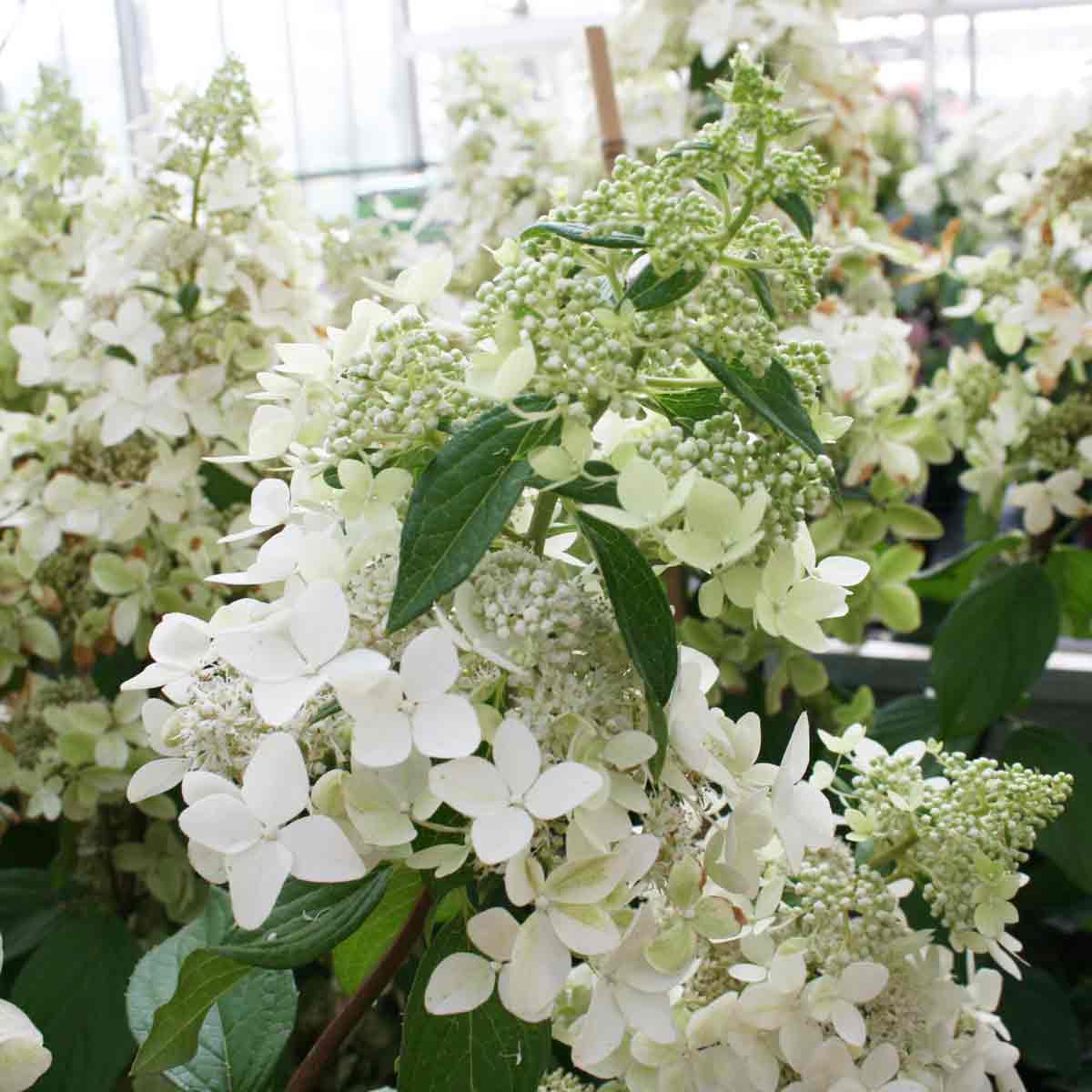 Lilac hydrangea - Hydrangea paniculata 'Confetti' C5