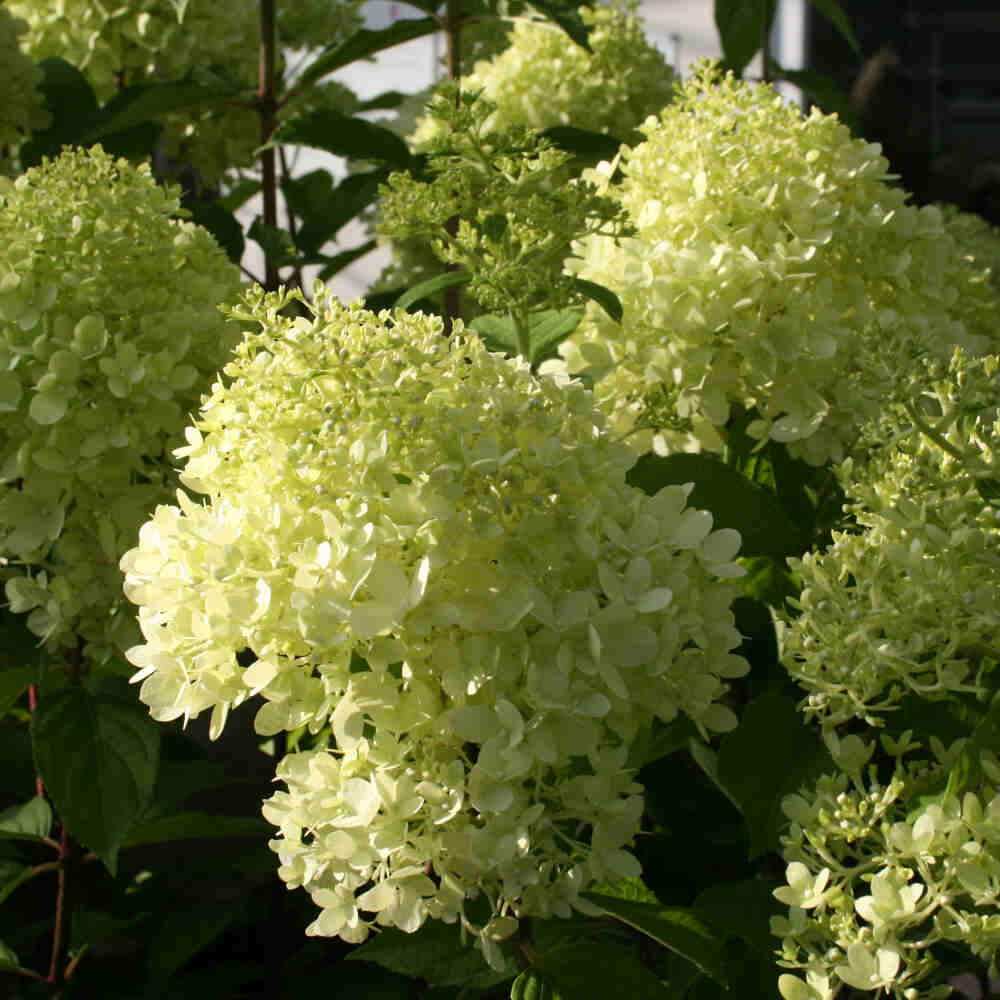 Hydrangea pan. 'Limelight' ® 40/50 C.5