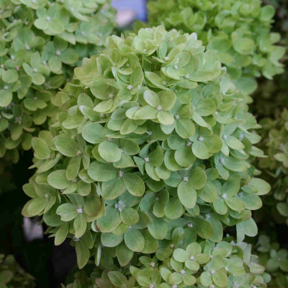 Lilac hydrangea - Hydrangea paniculata 'Little Lime' C6