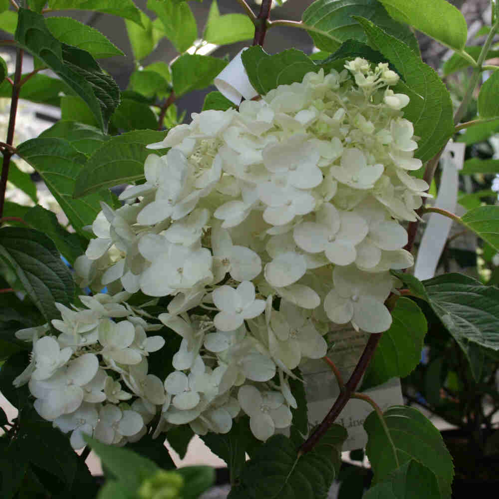 Hydrangea pan. "Silver Dollar' 40/50 C.5