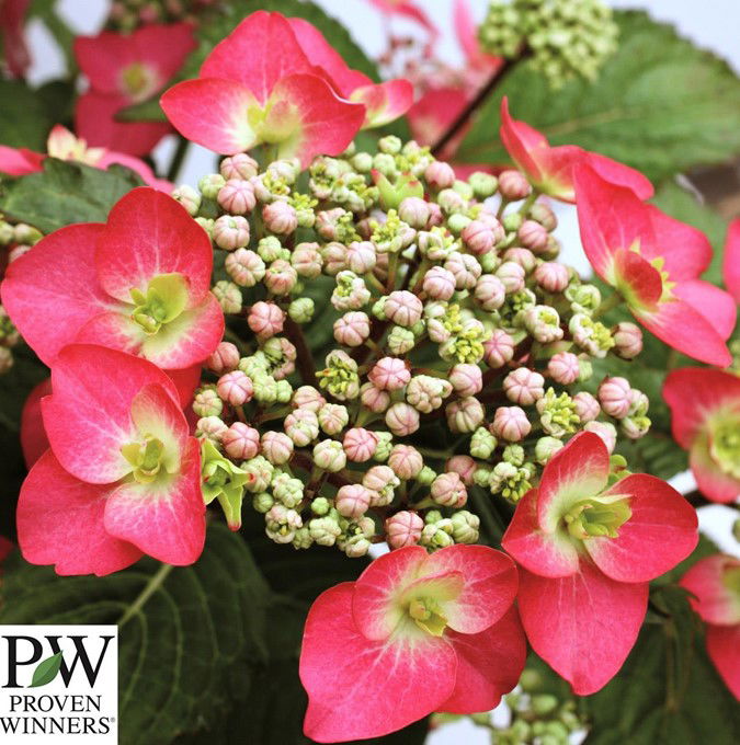 Hydrangea Ser. Strawberry N Cream Pw 5 L Potte