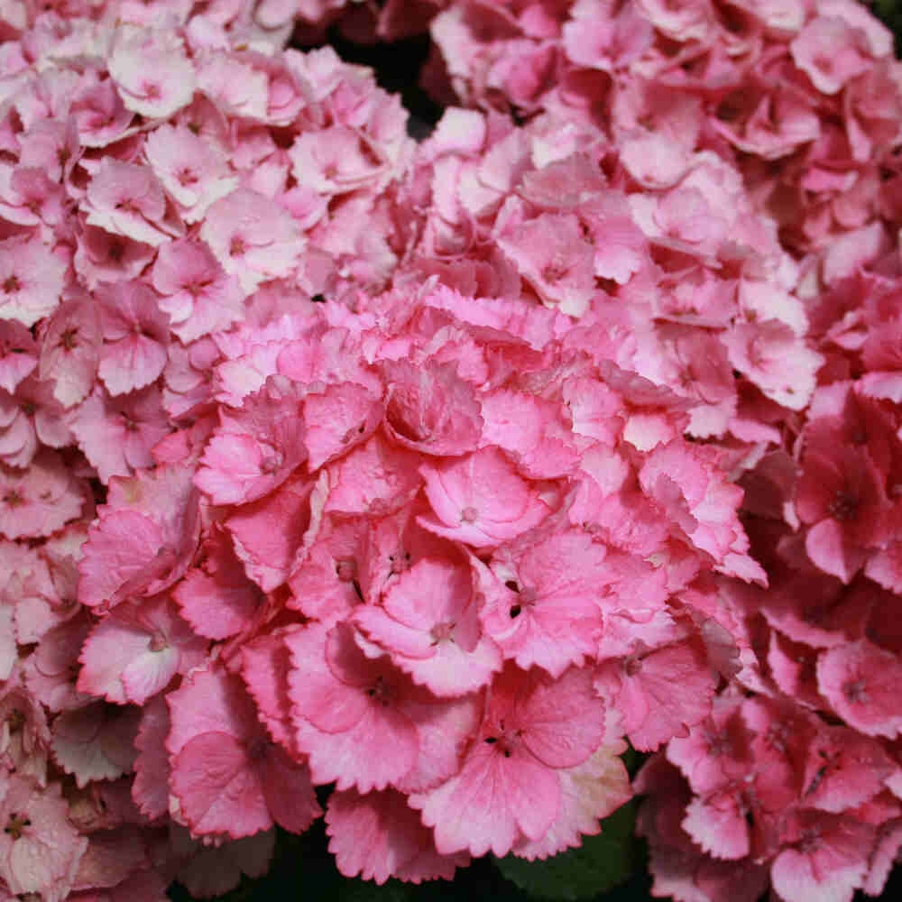 Hydrangea macrophyla 'Switch'® C5