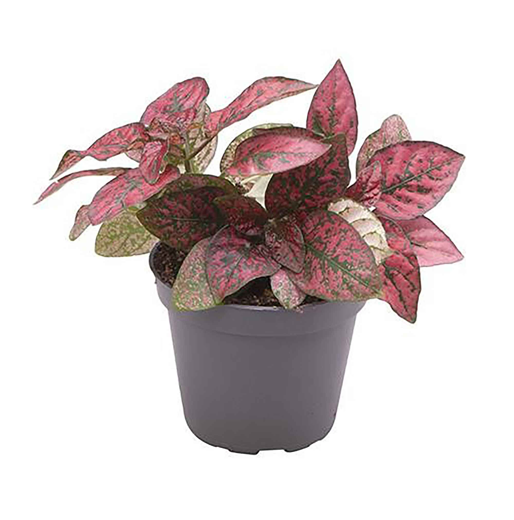 Hypoestes phyll. 'Confetti Compact Red' 6cm