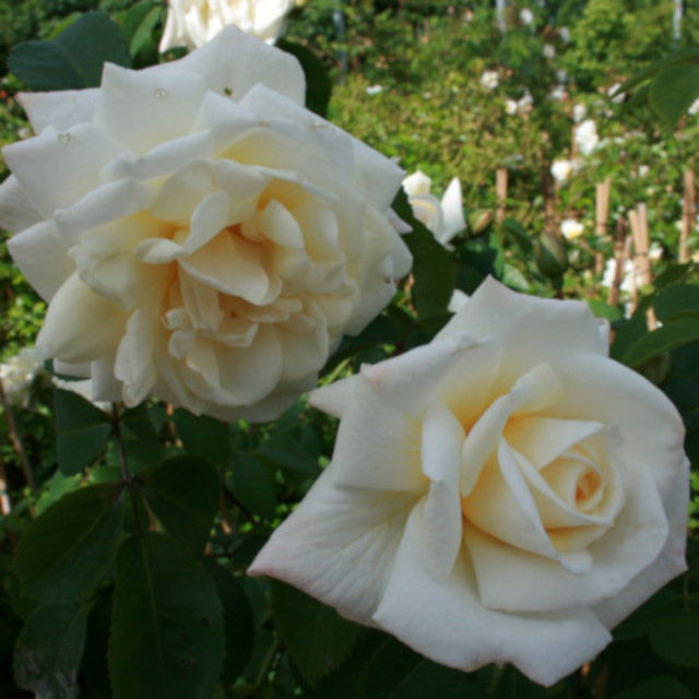 Climbing rose 'Ilse Krohn Superior'