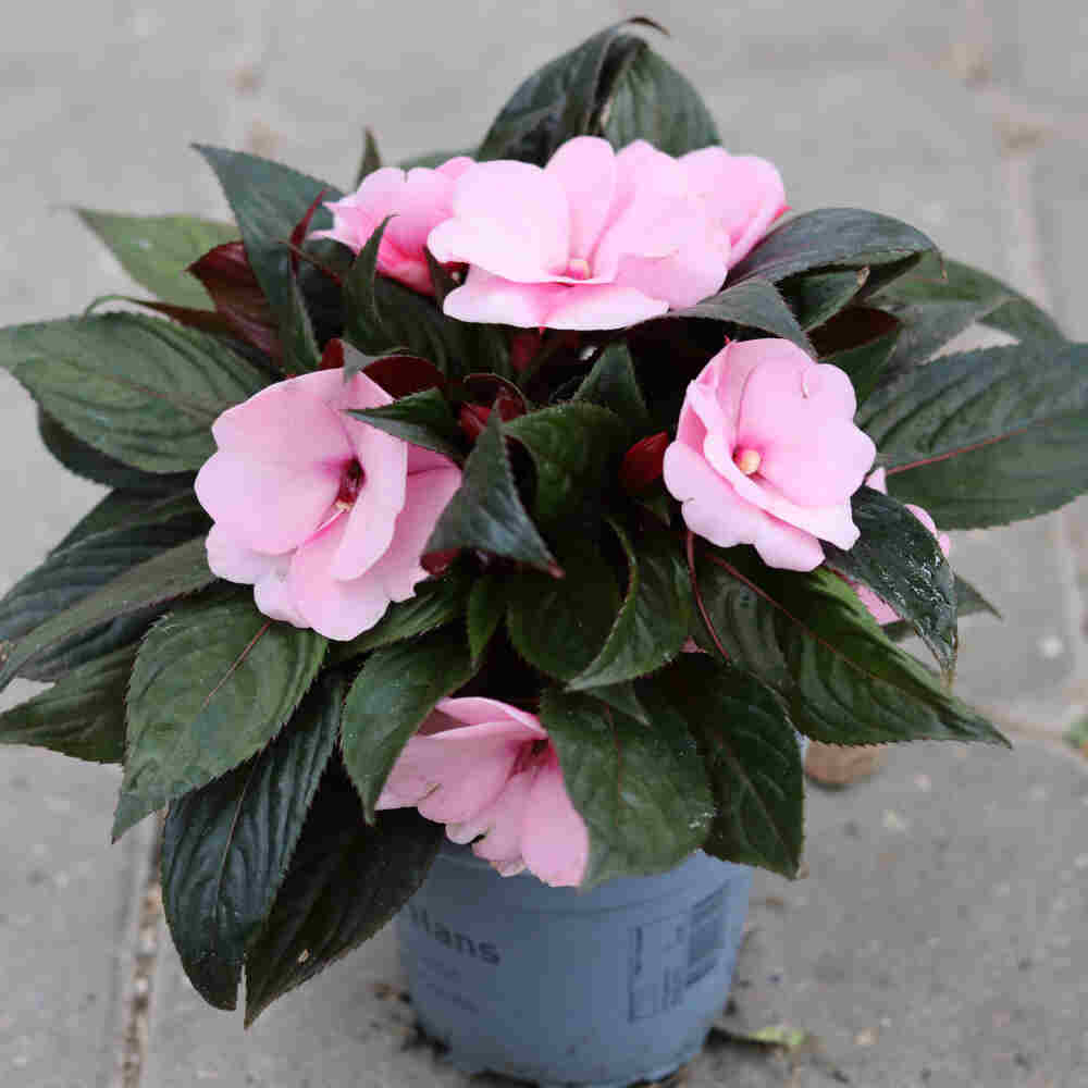 Flittighans - Impatiens New Guinea 12 cm. pot.