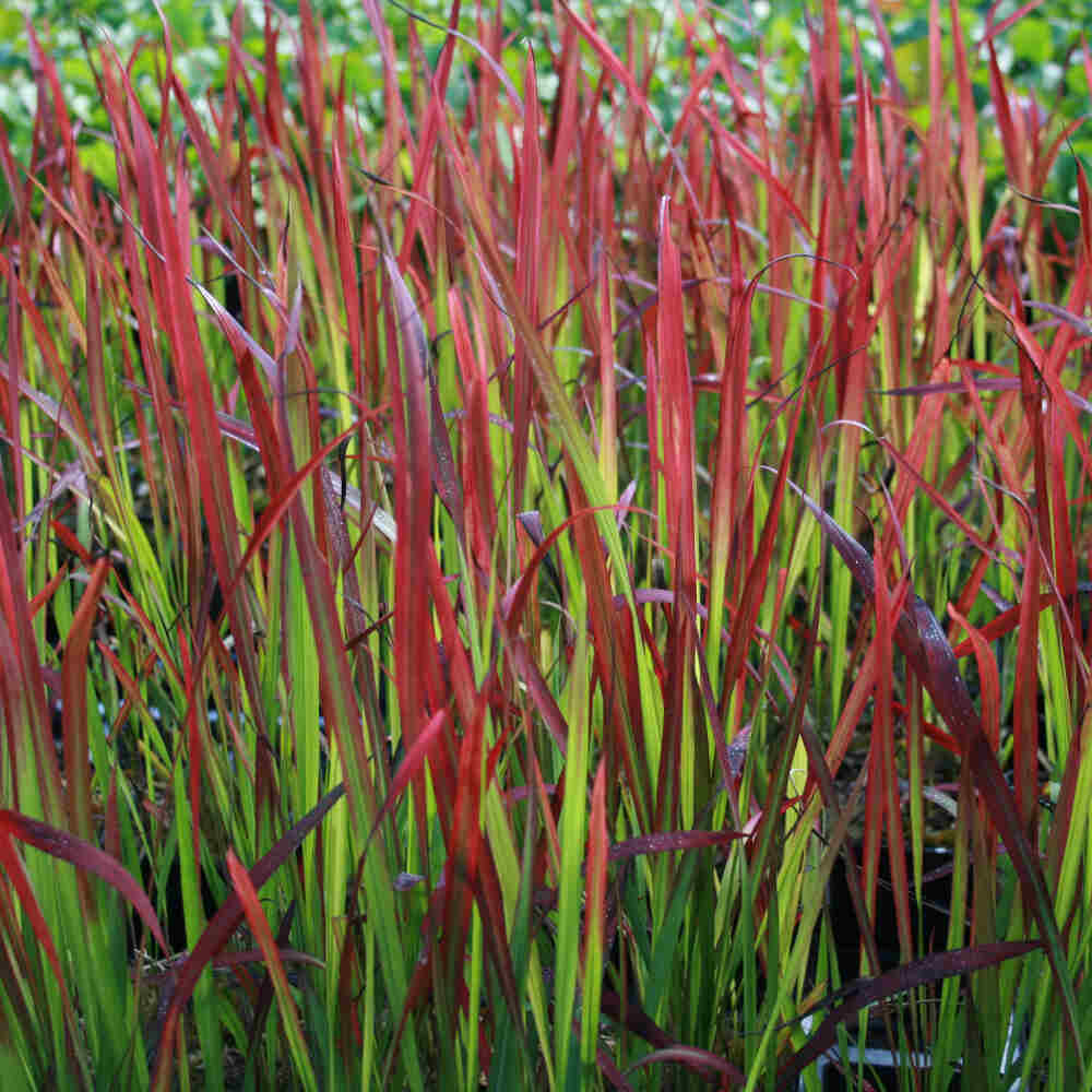 Japansk blodgræs - Imperata cylindrica 10cm