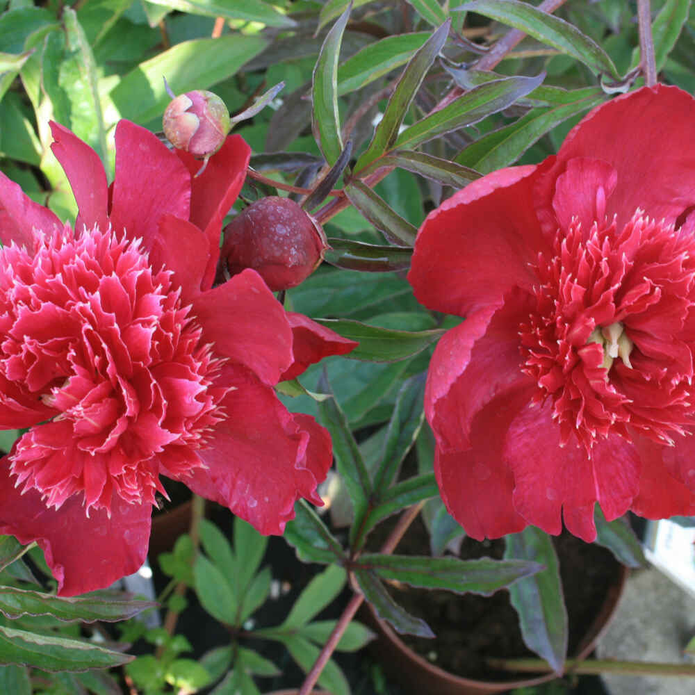 Silk peony - Paeonia lactiflora 'Inspecteur Lavergne'