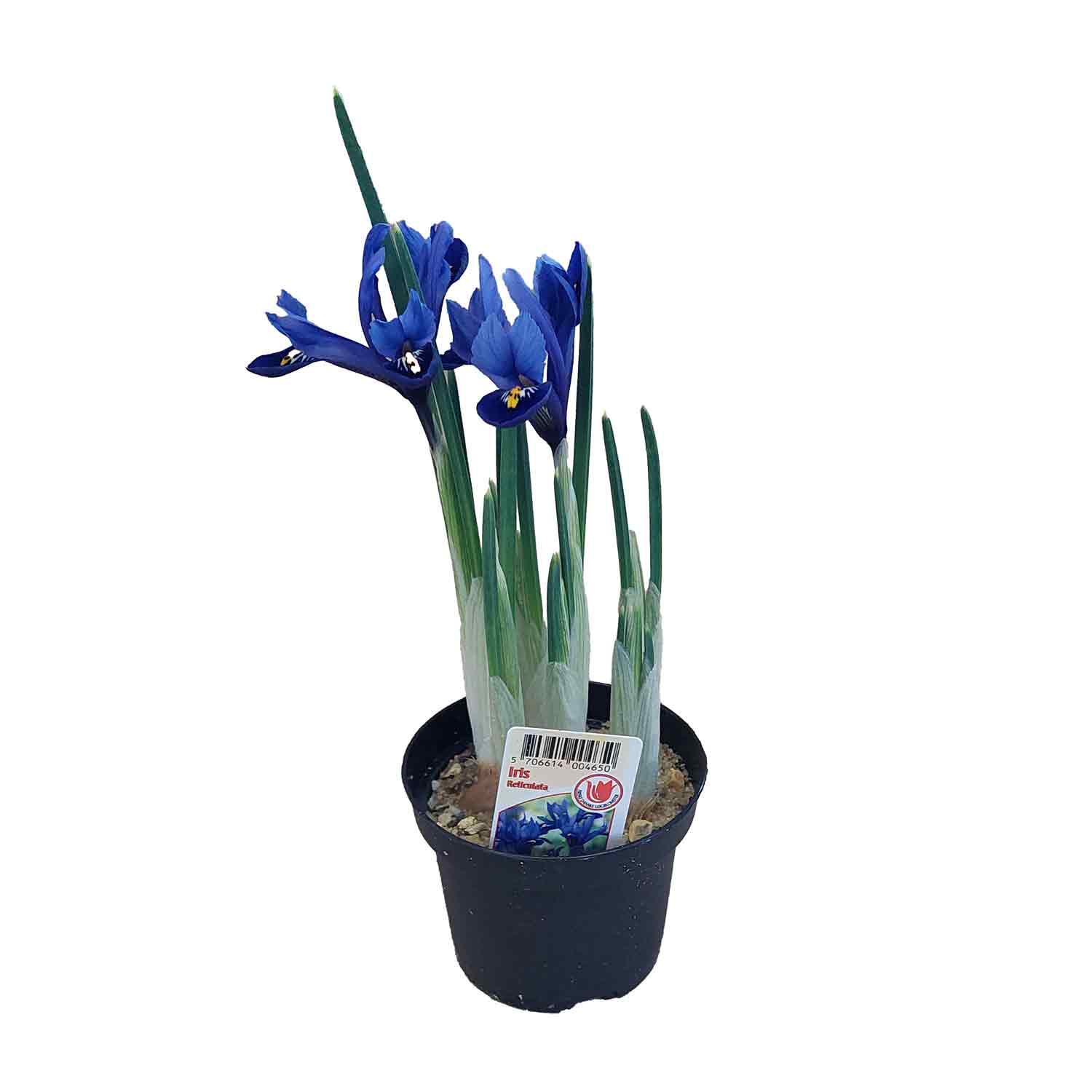 Iris Blå 9 cm. Potte