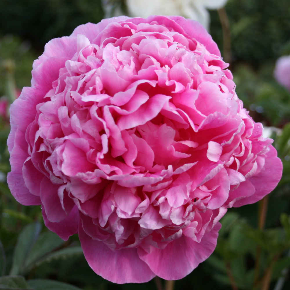 Paeonia lactiflora 'Jacorma'