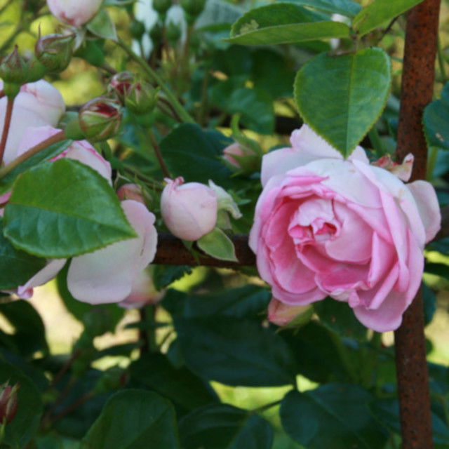 Climbing rose 'JasminaÂ®' Klettermaxe