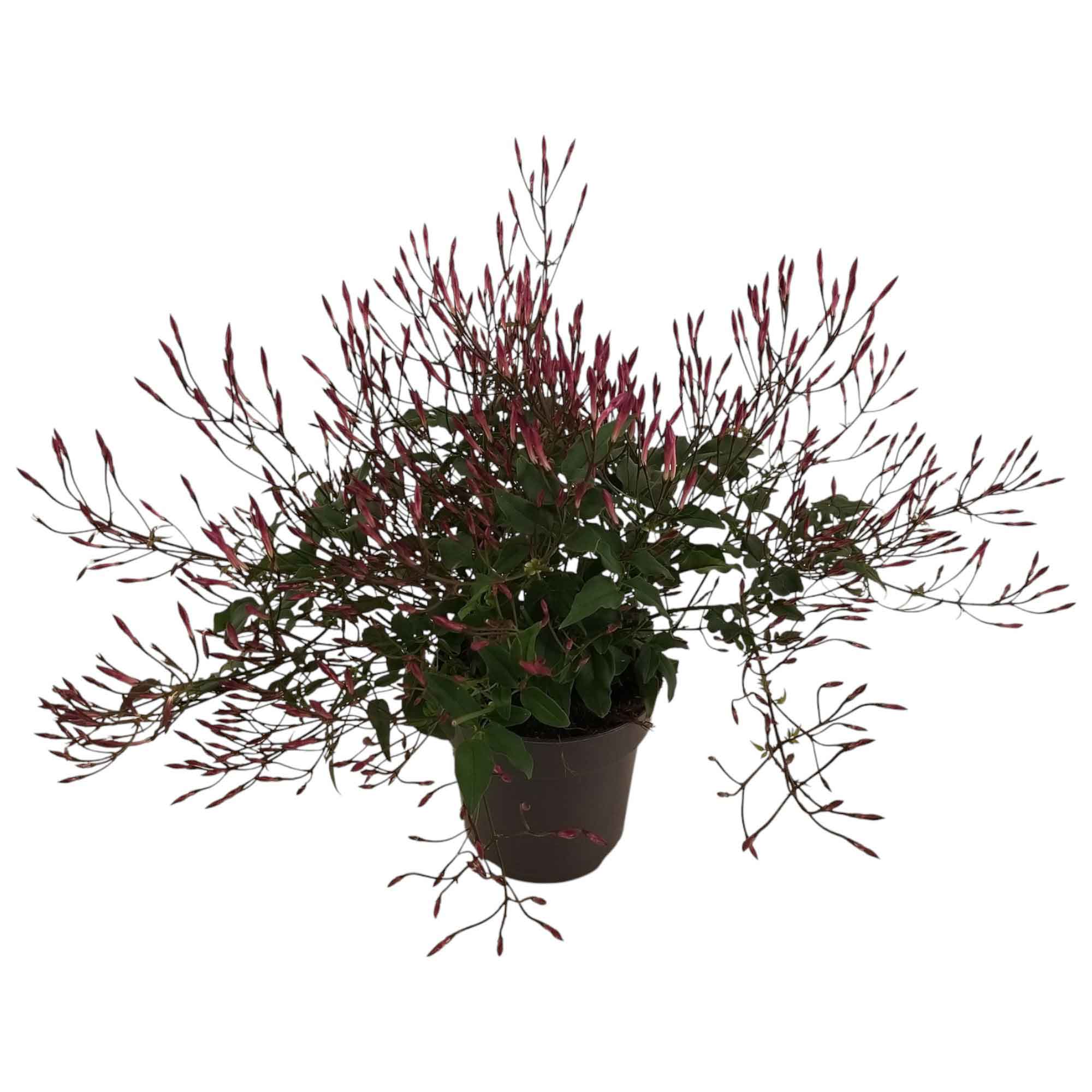 Jasminum polyanthum (rose) 12cm