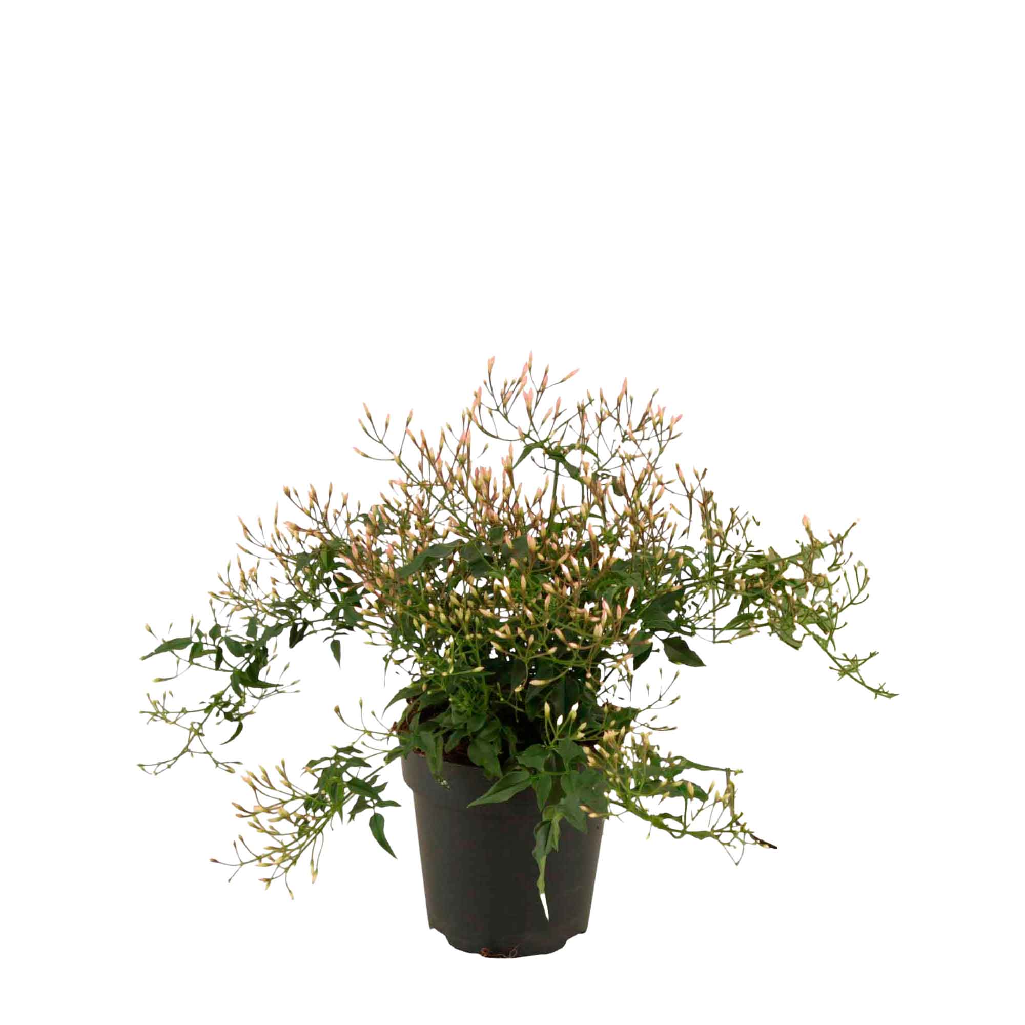 Jasminum polyanthum (white) 12cm