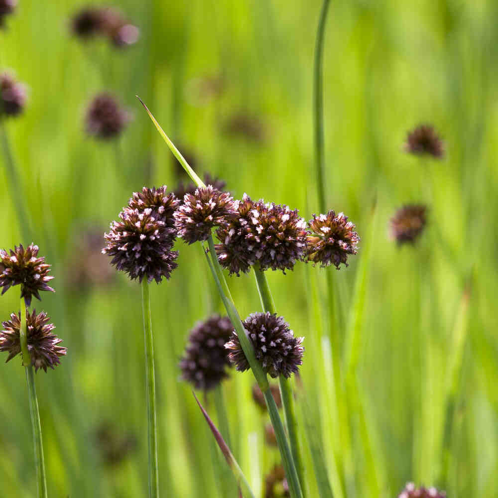 Juncus ensifolius p9