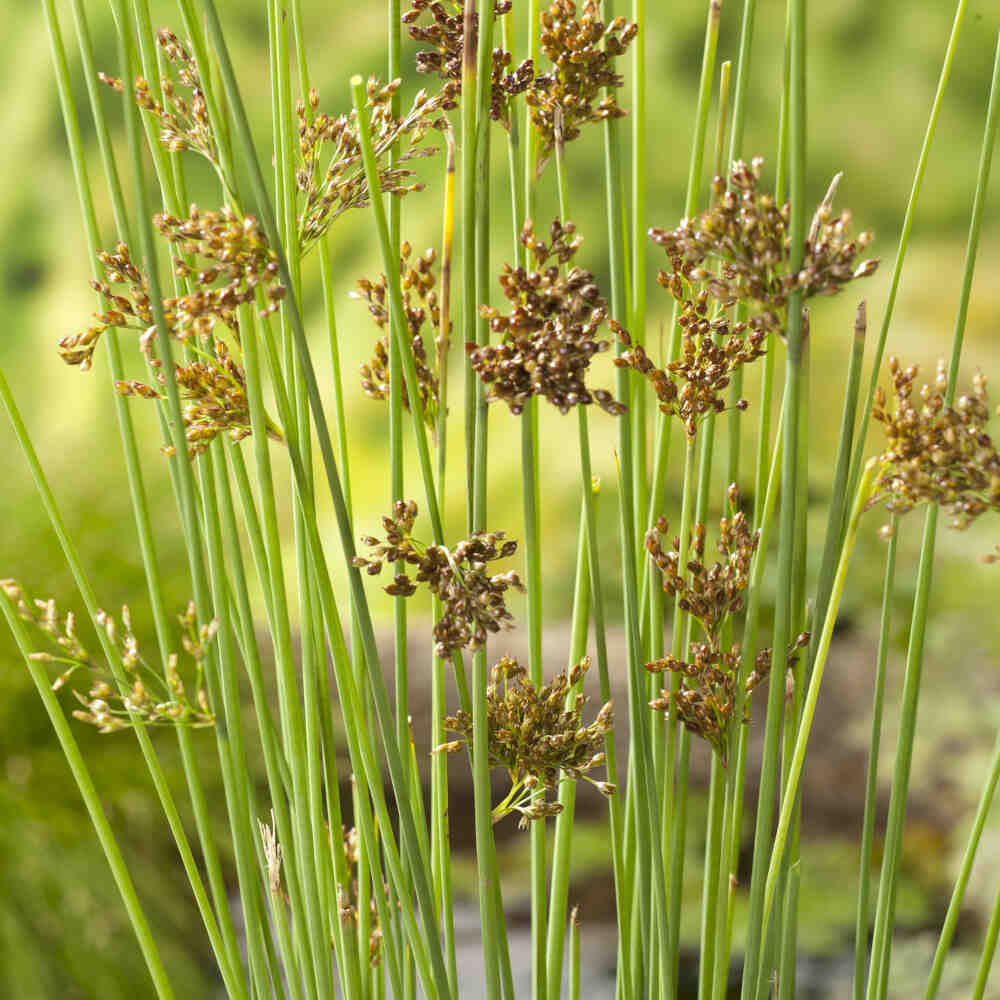 Juncus inflexus p9