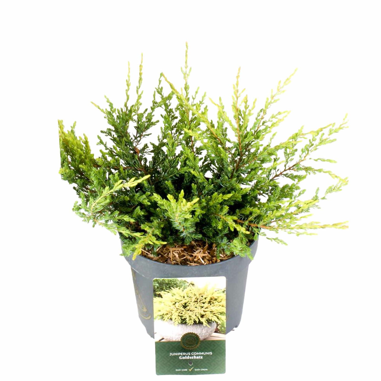 Juniperus com. Goldschatz® D 2,5