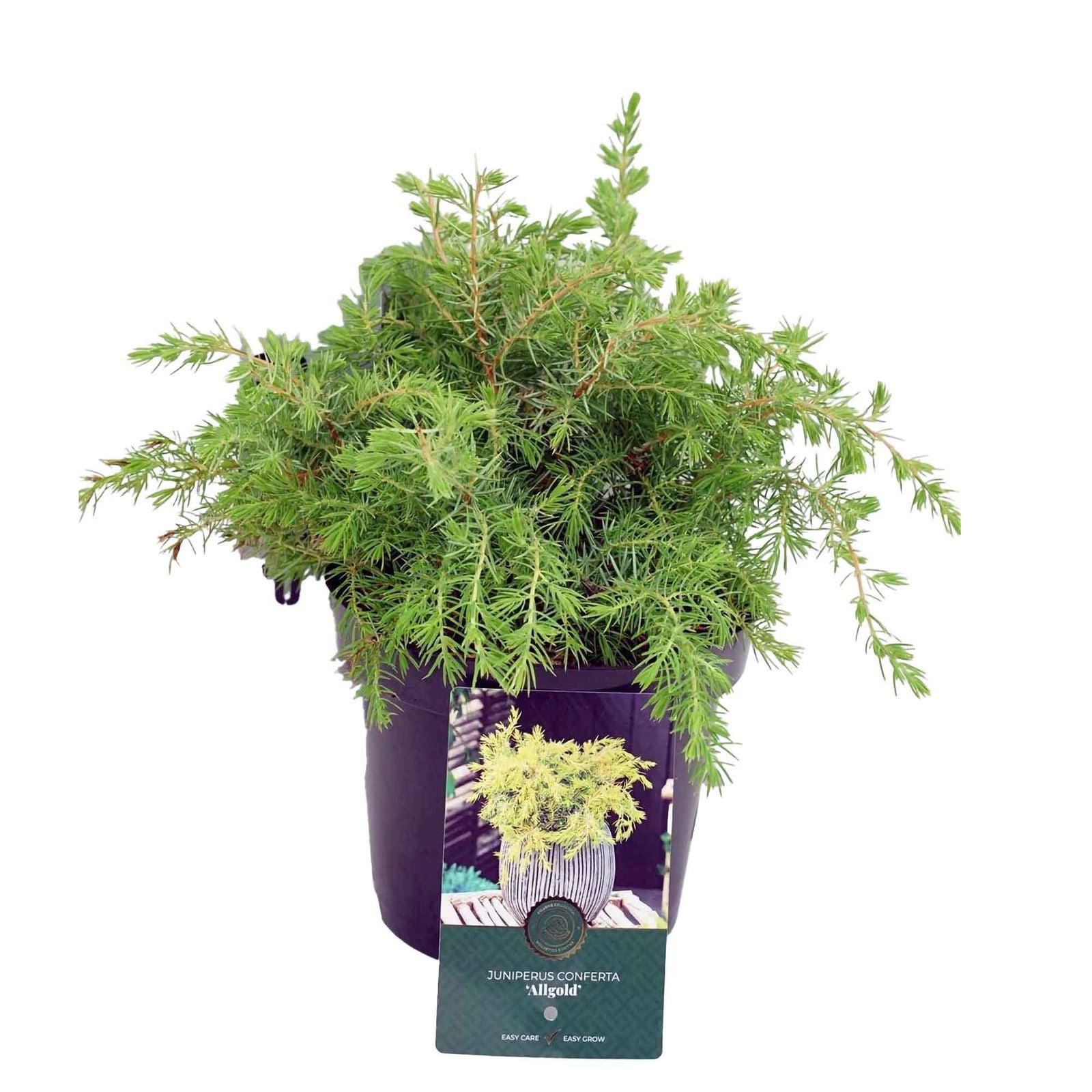 Juniperus conferta 'All Gold'