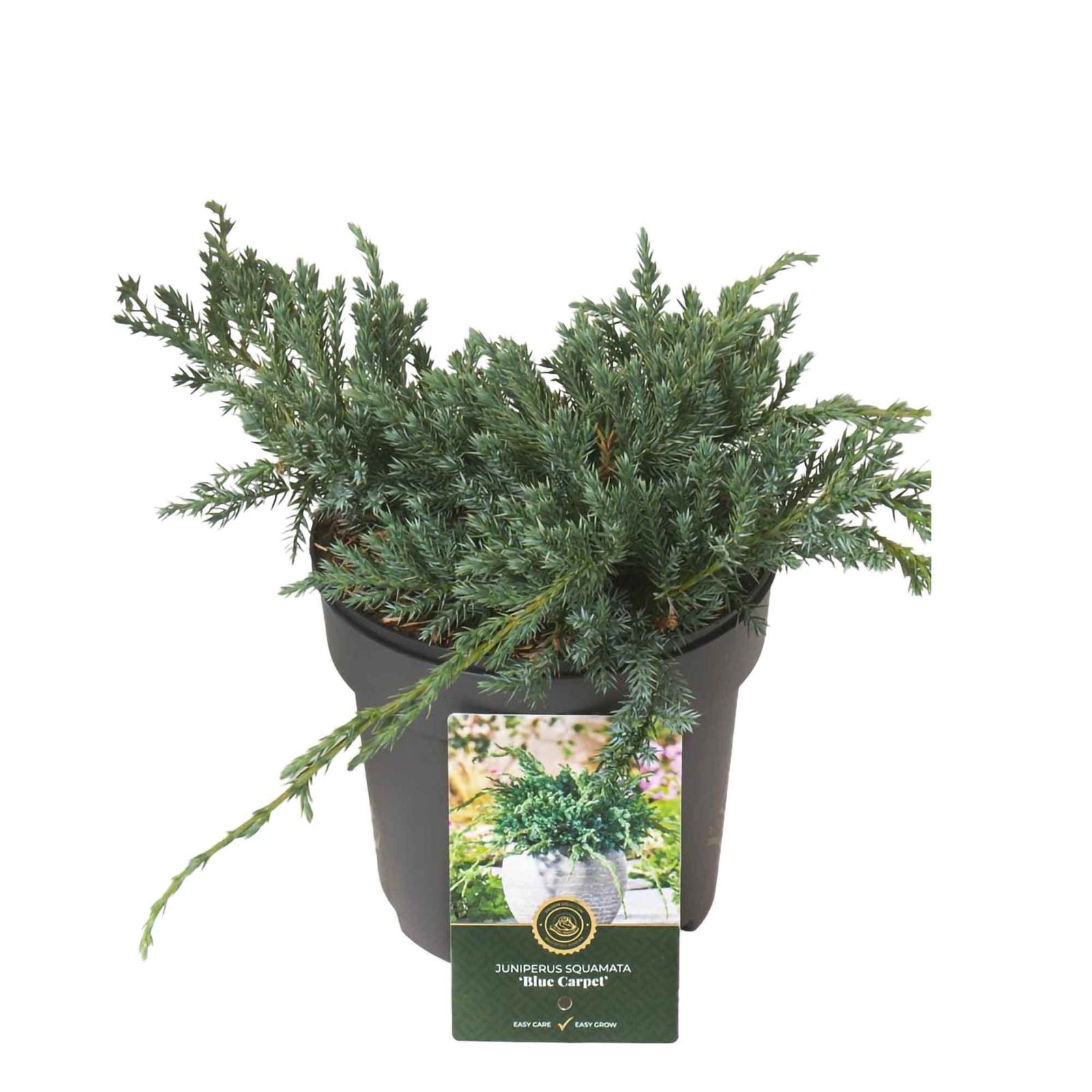 Juniperus squamata 'Blue Carpet'