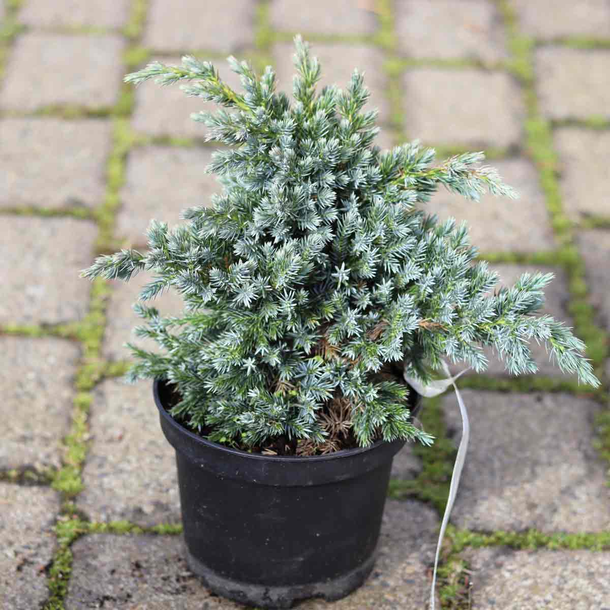 Juniperus squam. 'Blue Star' 15/20 C.2