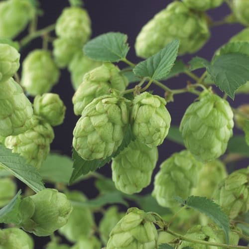 Humleplante - Humulus lupulus Nordbrau