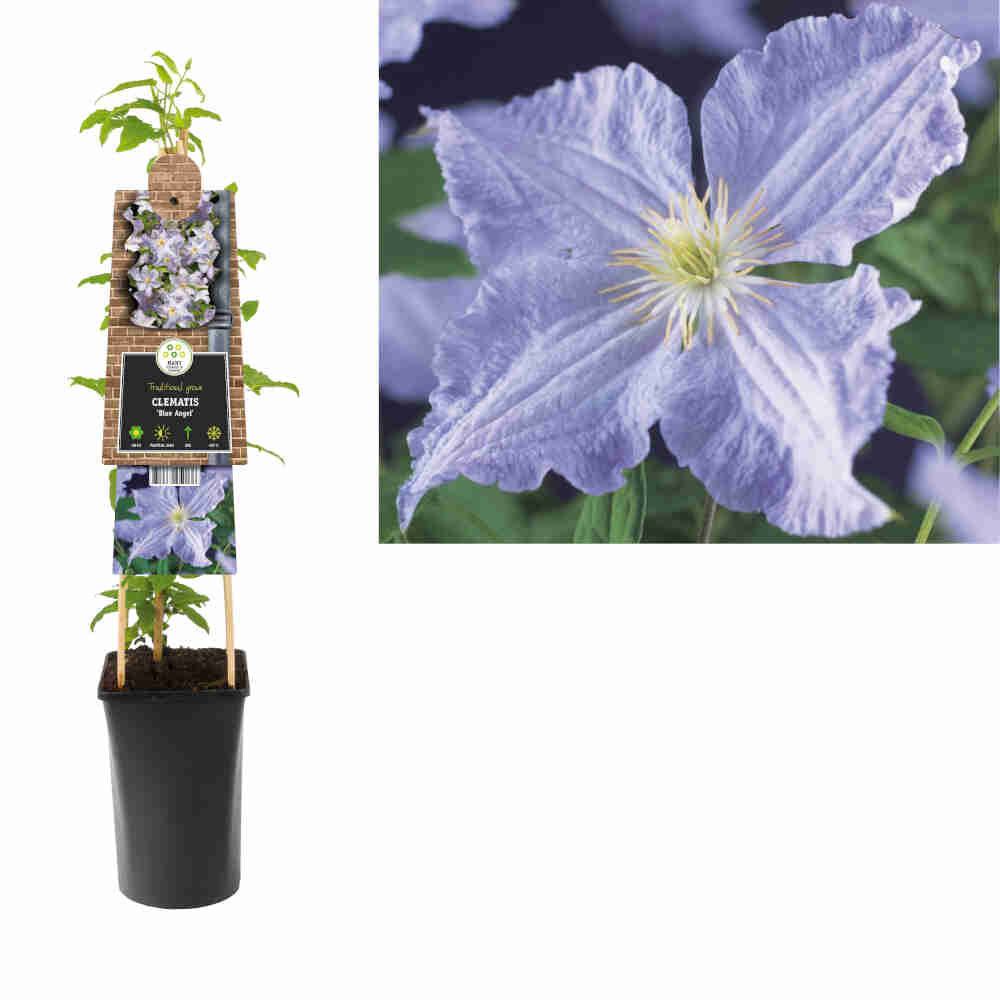 Clematis 'Blue Angel'