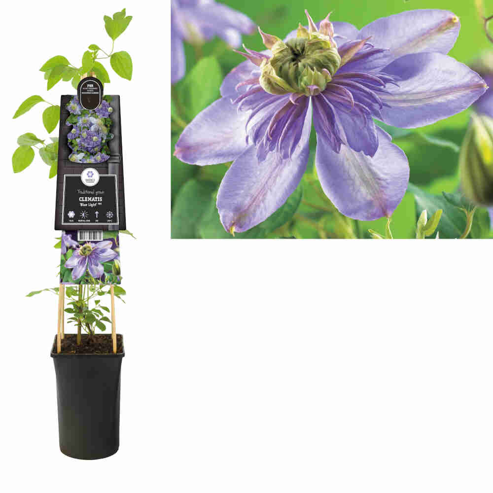 Clematis 'Blue Light' PBR