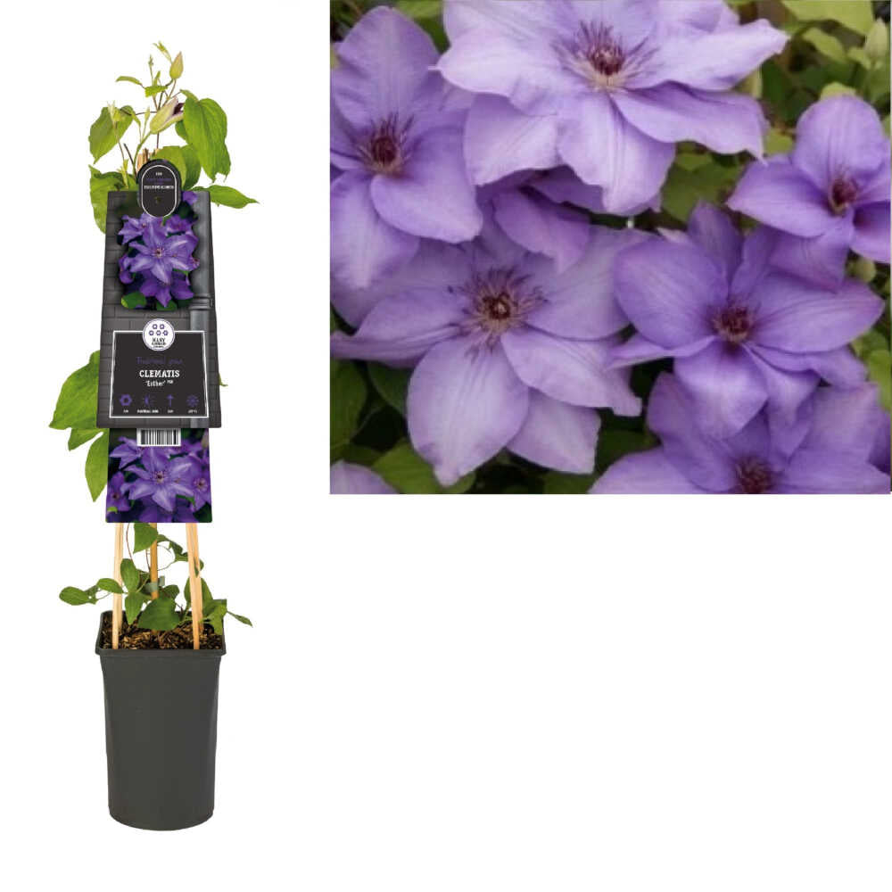 Clematis Esther ('Zo09143') * S-pot