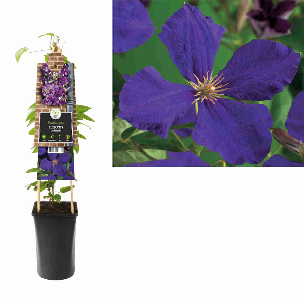 Clematis 'Jackmanii'