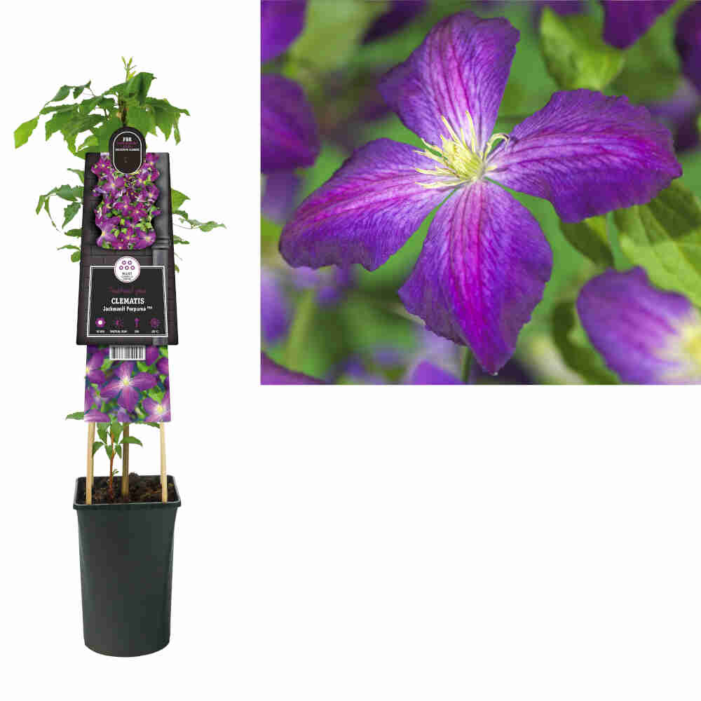 Clematis Jackmanii Purpurea 3 L. pot.