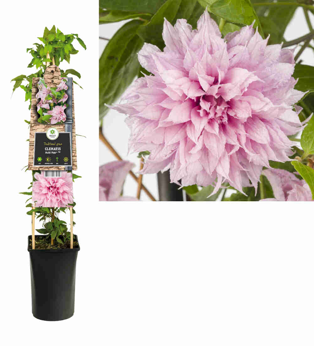 Clematis Multi Pink  2 L. pot.